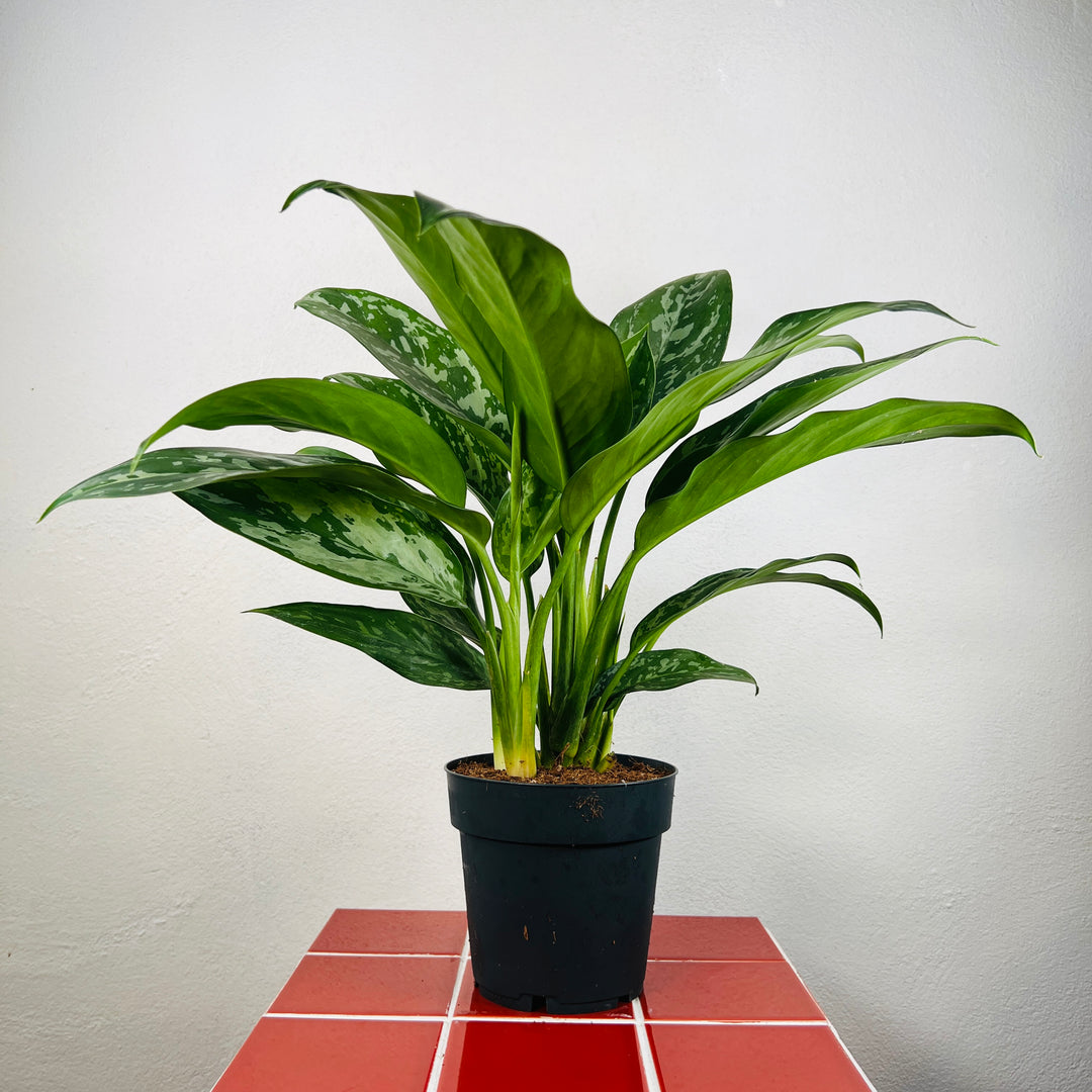 Aglaonema Green Lady – Chinese Evergreen