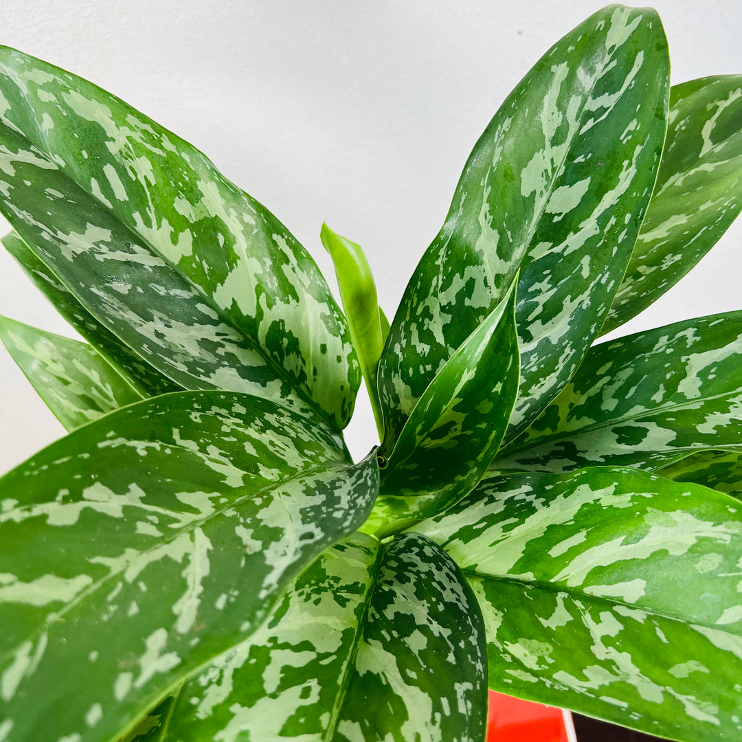 Aglaonema Green Lady – Chinese Evergreen