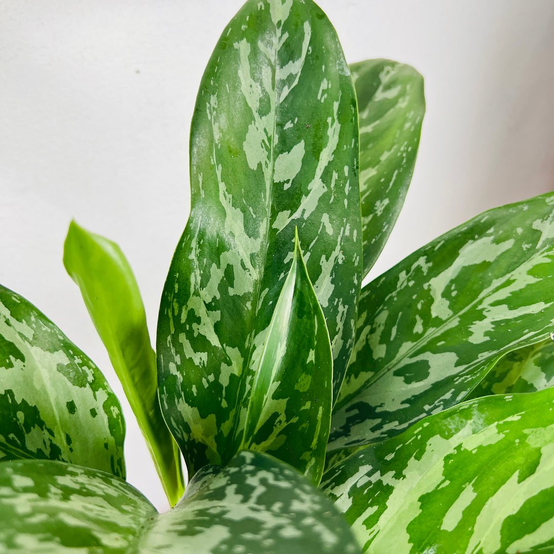 Aglaonema Green Lady – Chinese Evergreen
