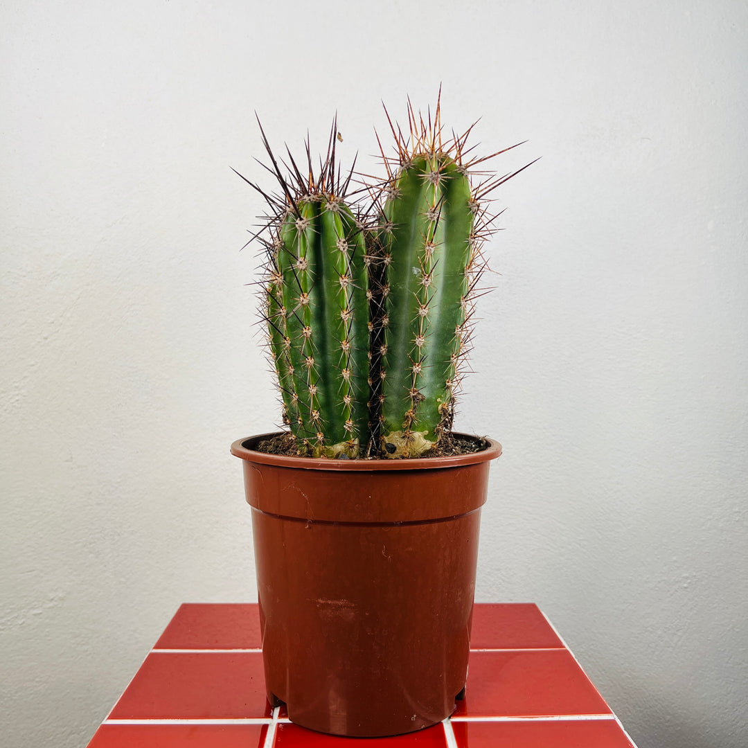 Neoraimondia herzogiana – Baseball Bat Cactus