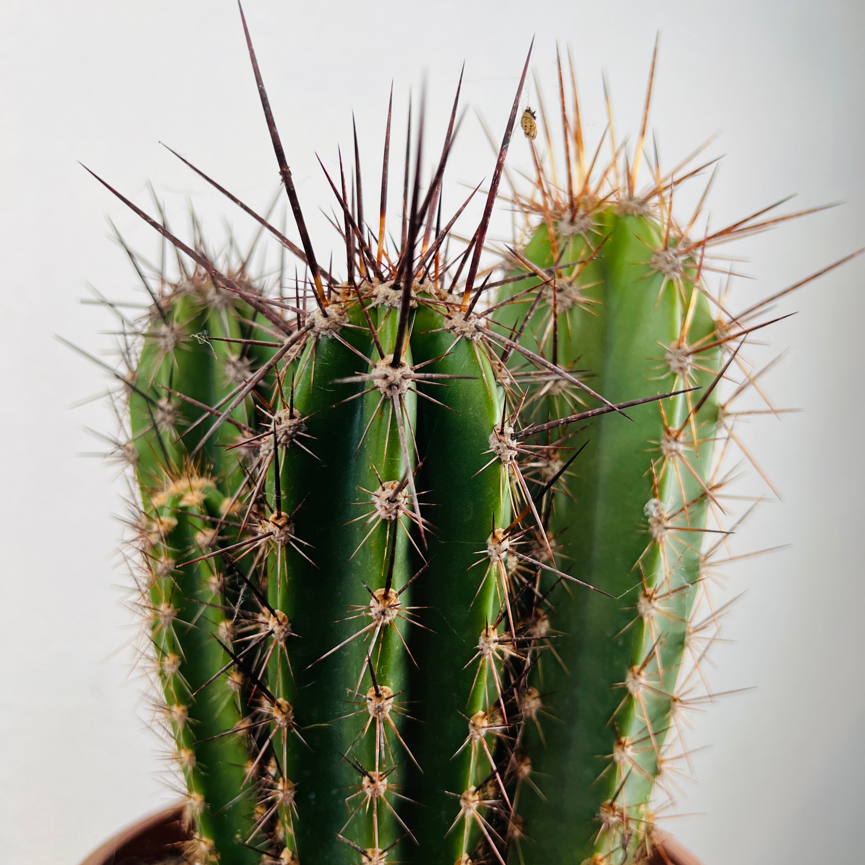 Neoraimondia herzogiana Baseball Bat Cactus | Architectural Cactus