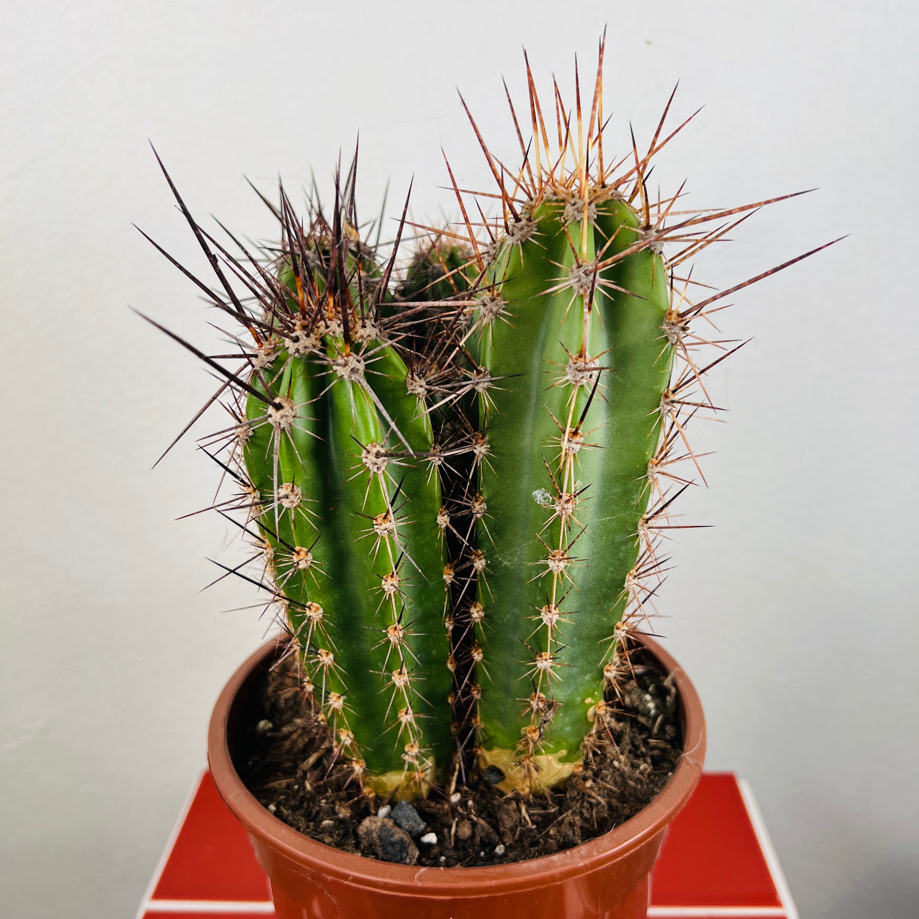 Neoraimondia herzogiana Baseball Bat Cactus | Architectural Cactus