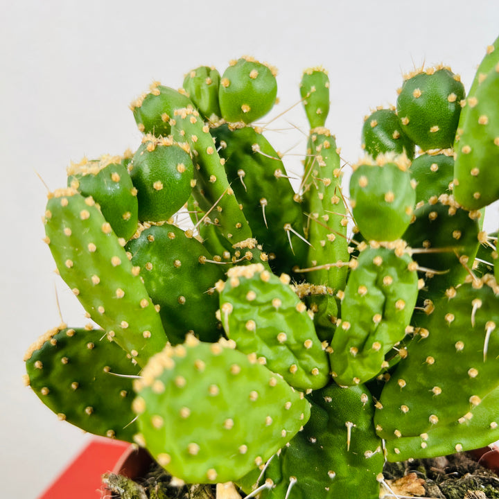Opuntia quitensis – Red Button Cactus