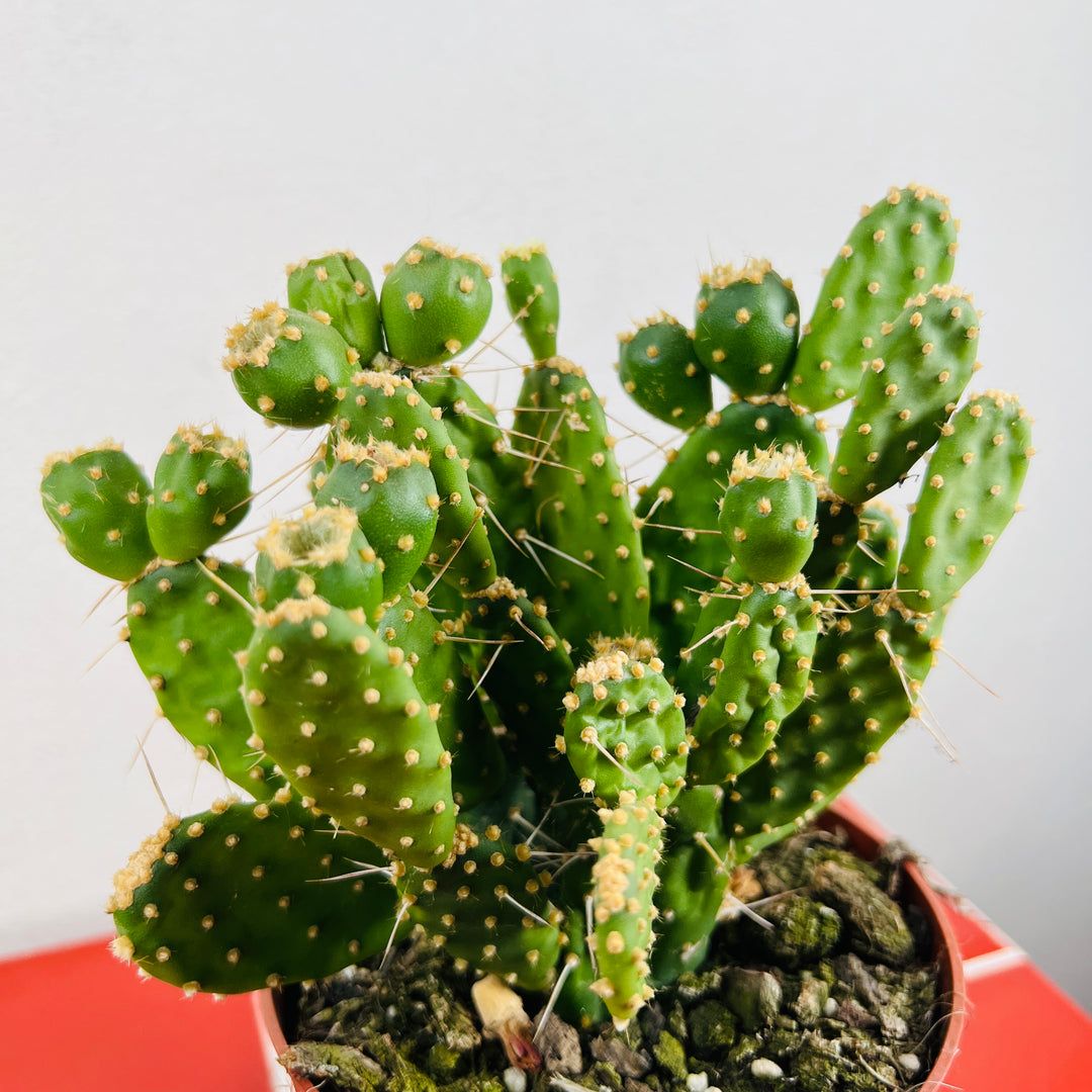 Opuntia quitensis – Red Button Cactus