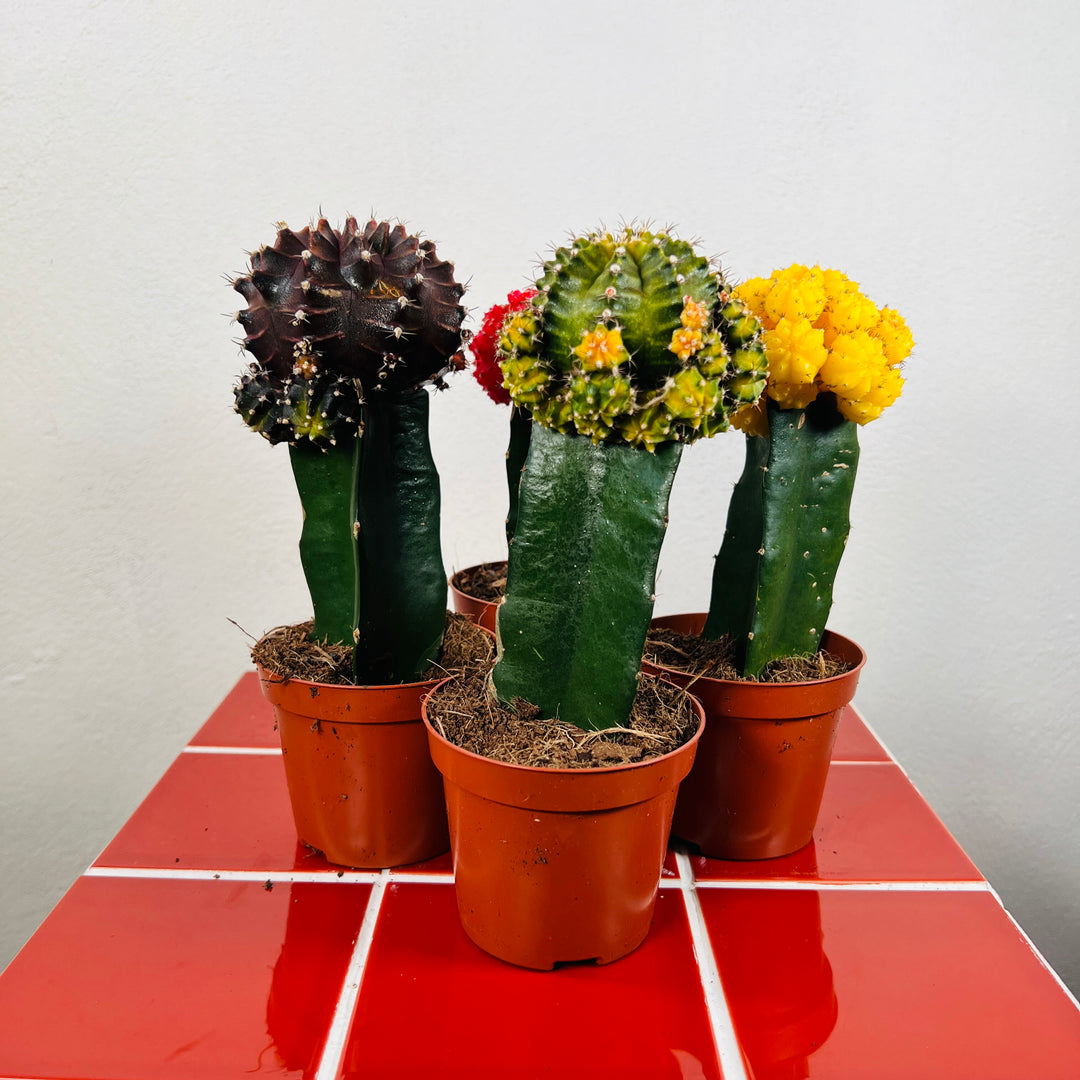 Gymnocalycium Graft mix - moon cactus