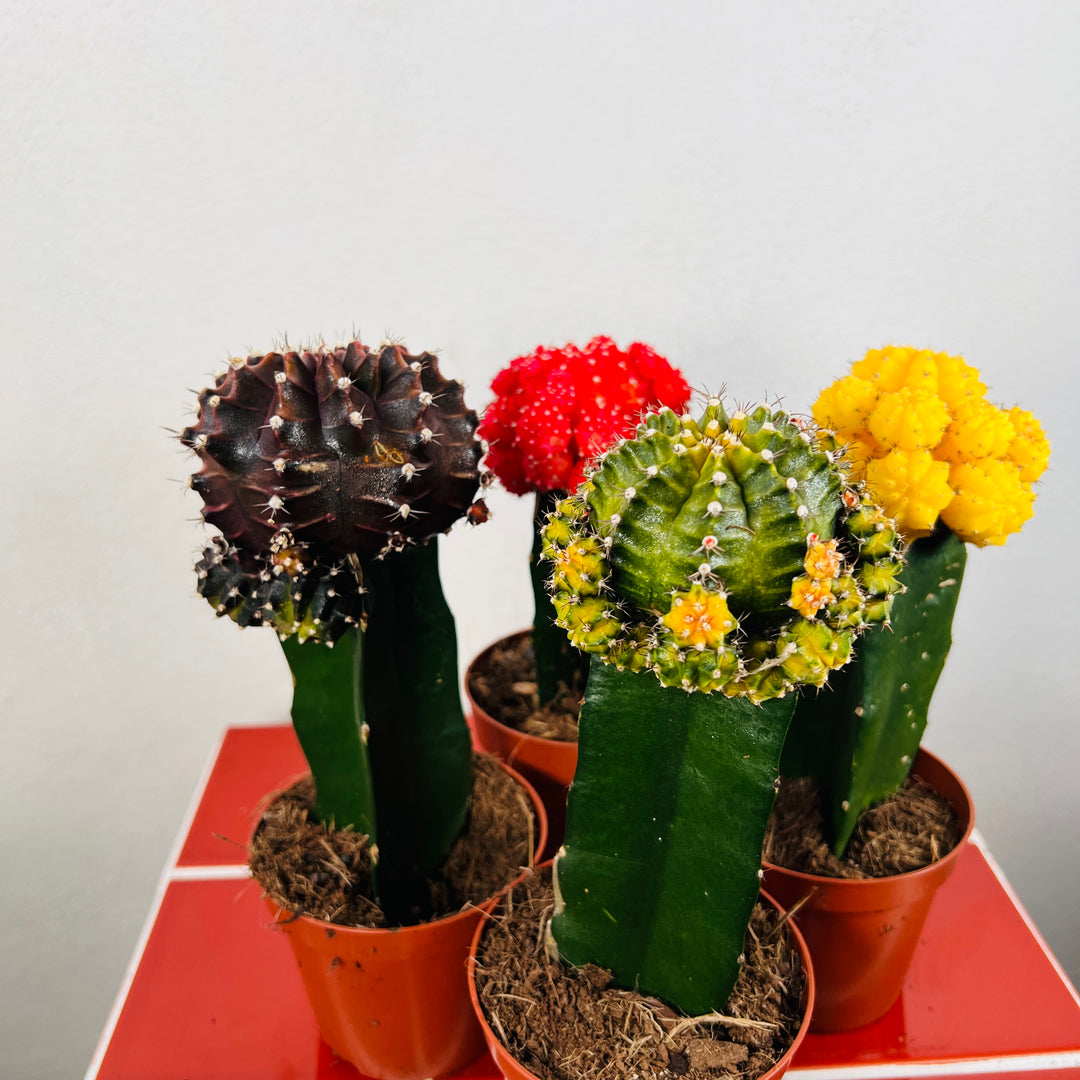 Gymnocalycium Graft mix - moon cactus