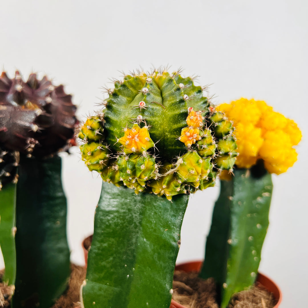 Gymnocalycium Graft mix - moon cactus