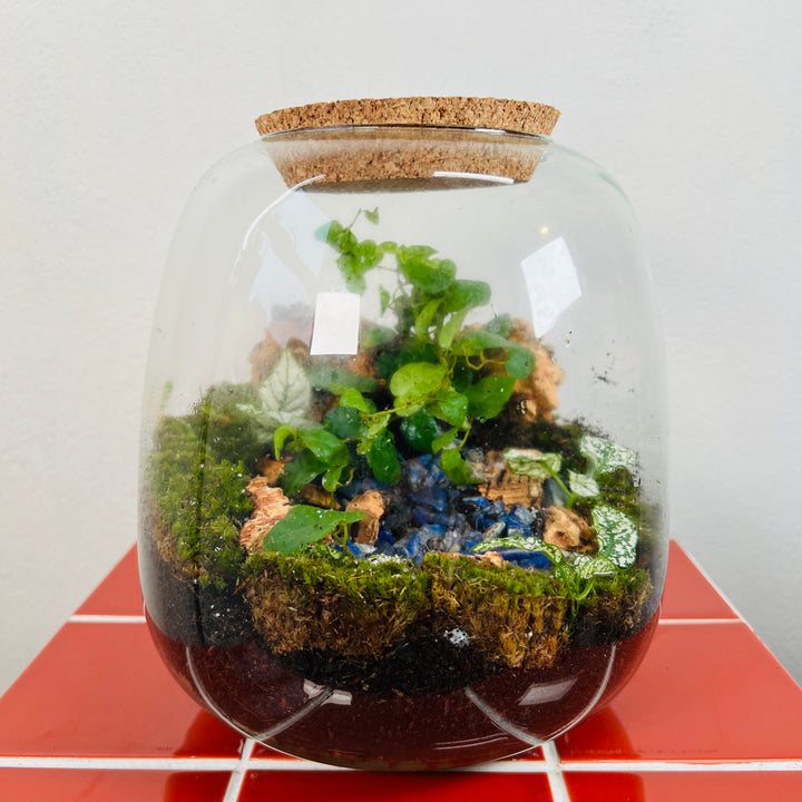 Plant.Studio 'Cascadia' Terrarium