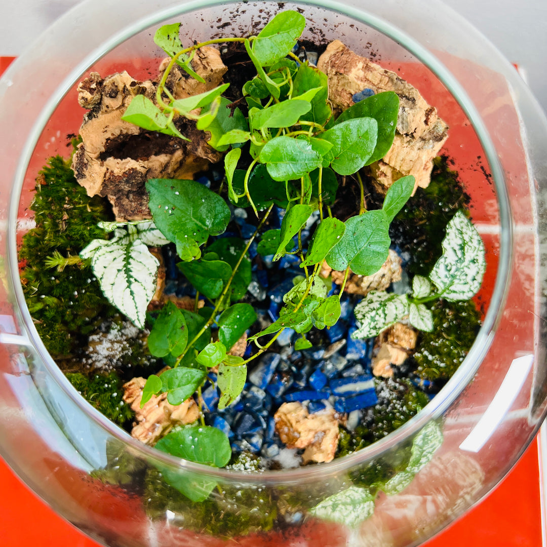 Plant.Studio 'Cascadia' Terrarium