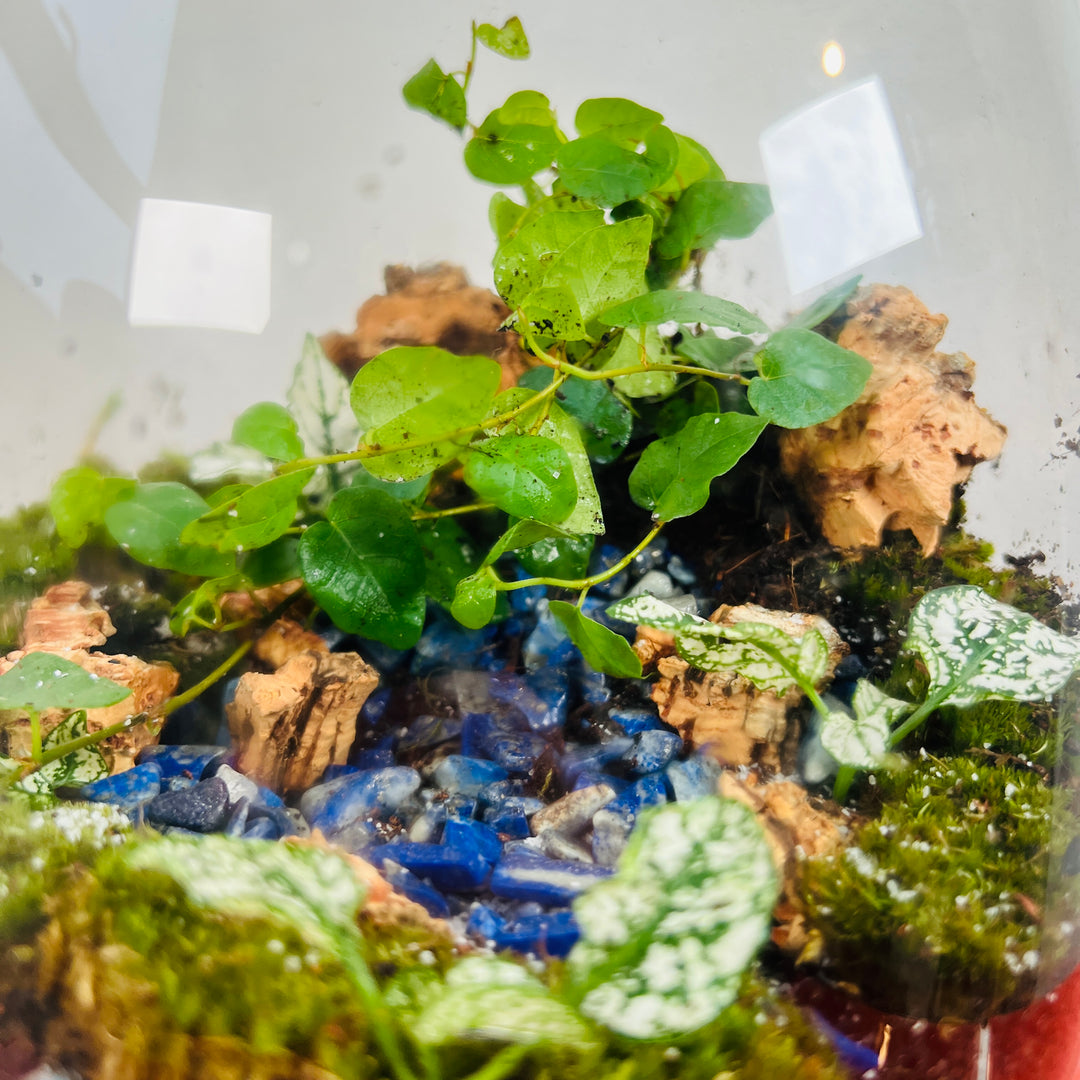 Plant.Studio 'Cascadia' Terrarium