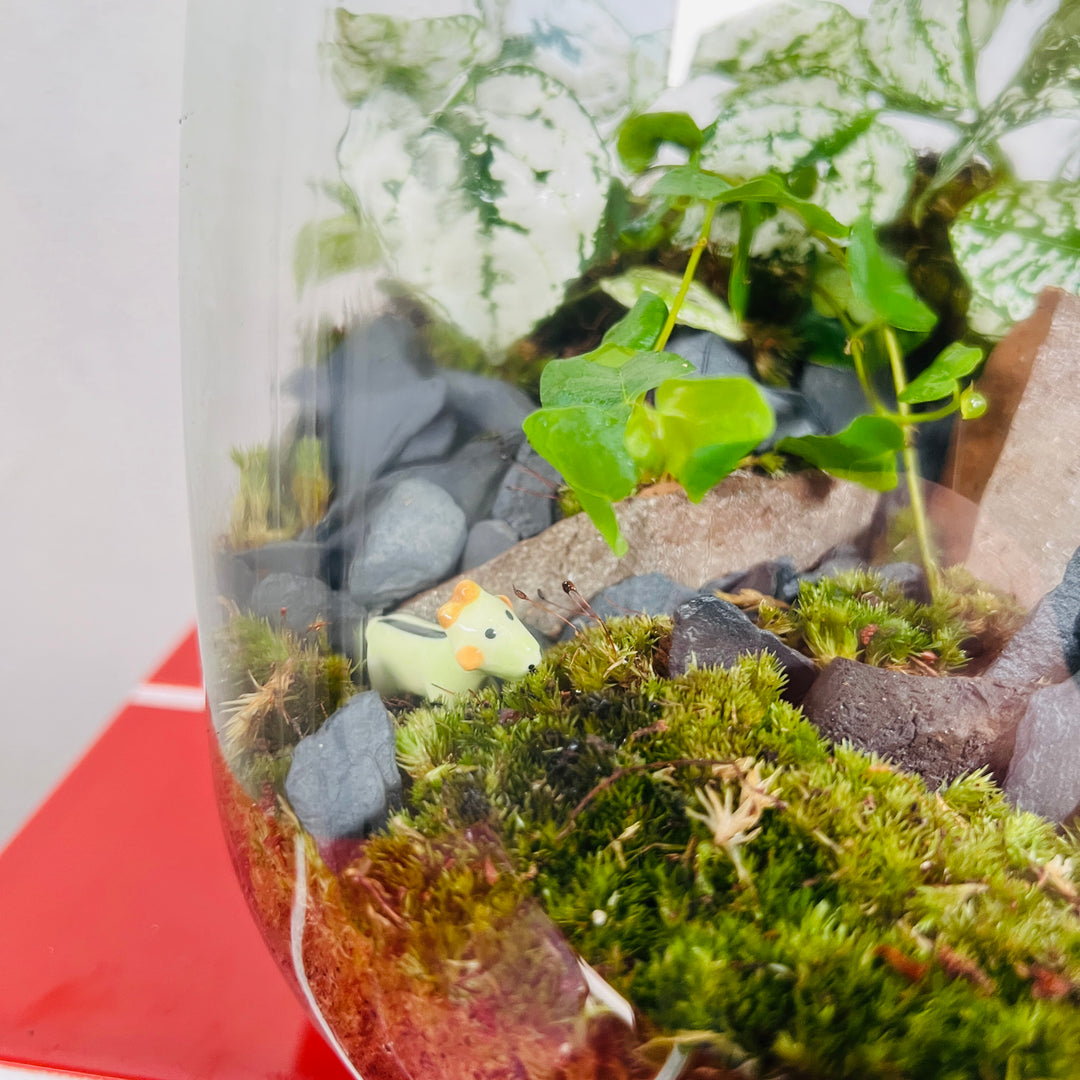 Plant.Studio 'Mountaineer' Terrarium