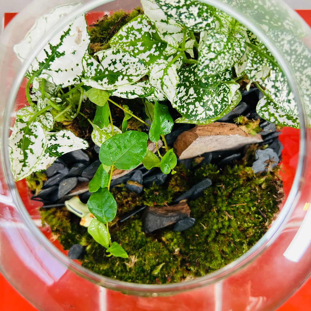 Plant.Studio 'Mountaineer' Terrarium