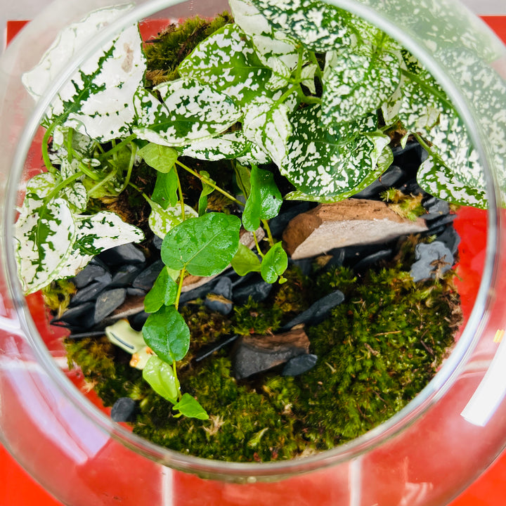 Plant.Studio 'Mountaineer' Terrarium