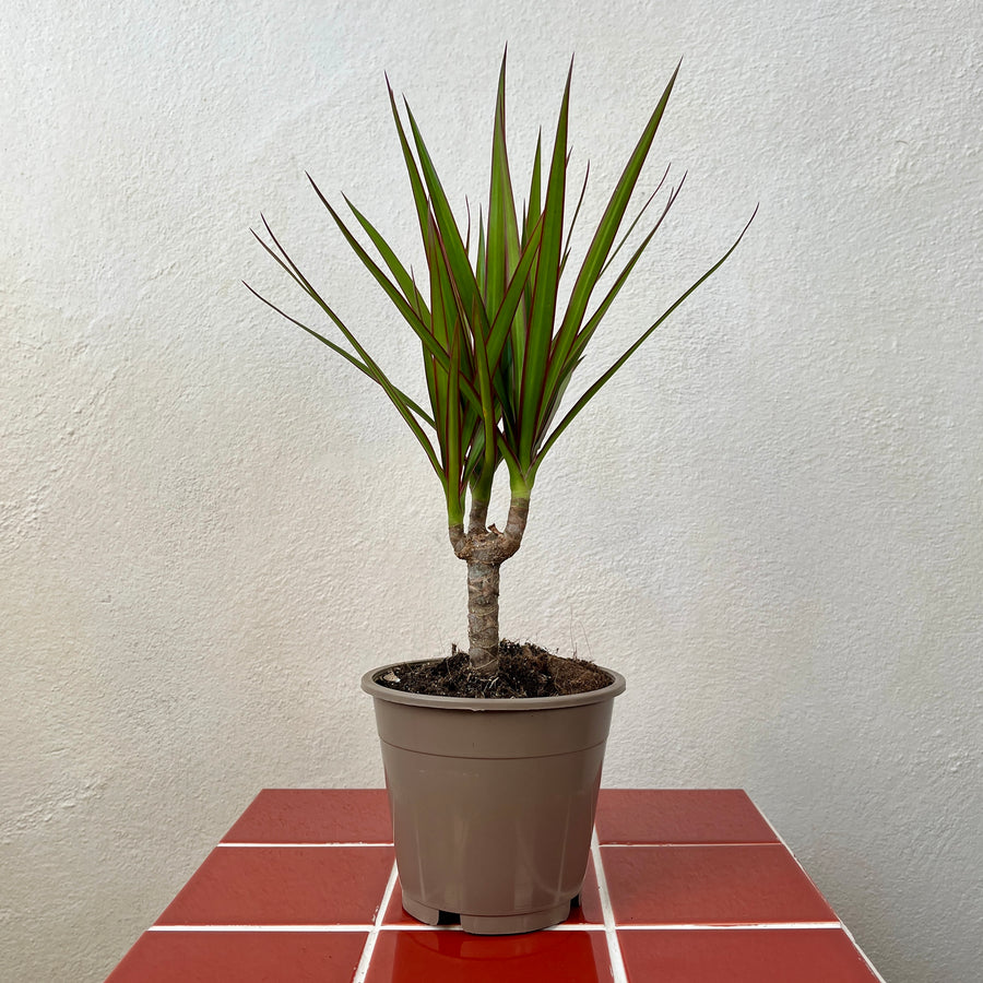 dracaena marginata terrarium Dracaena marginata 'Magenta' – Easy-Care Colourful Houseplant – Plant Studio
