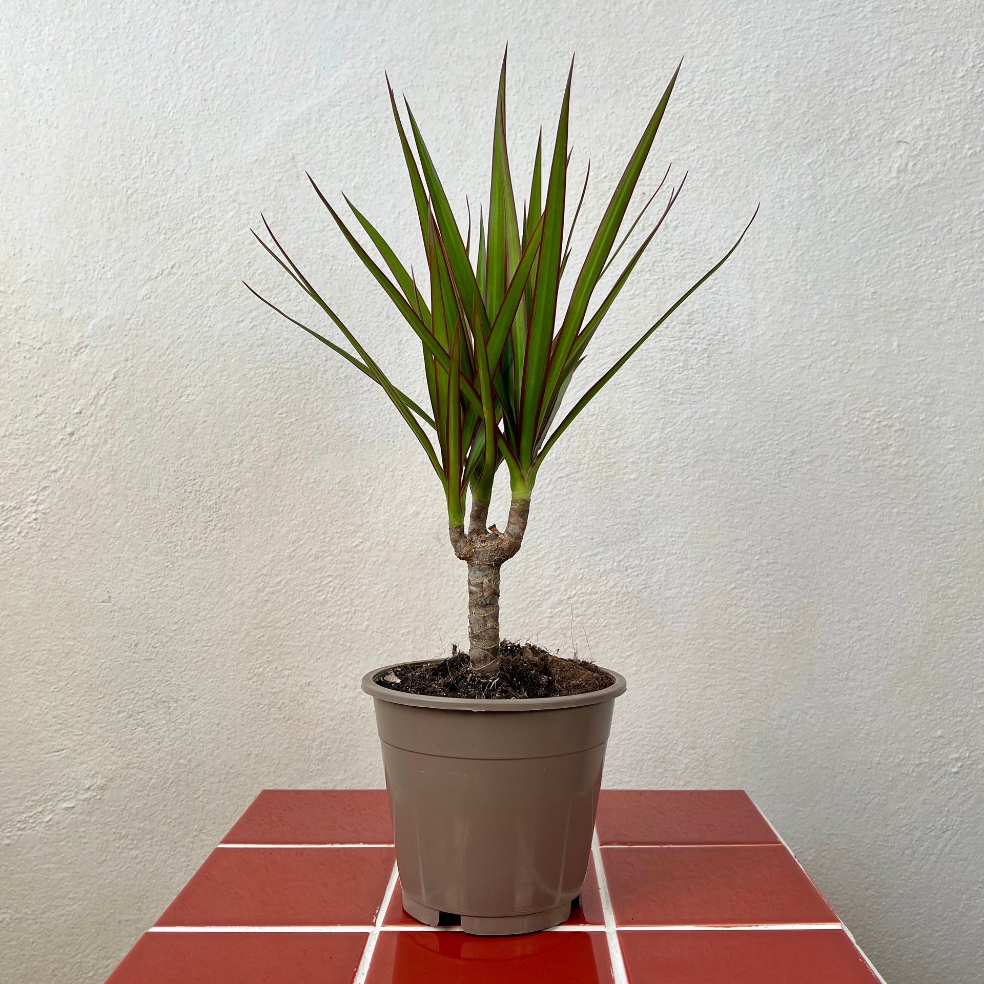 Dracaena marginata 'Magenta'  Easy-Care Colourful Houseplant  Plant Studio