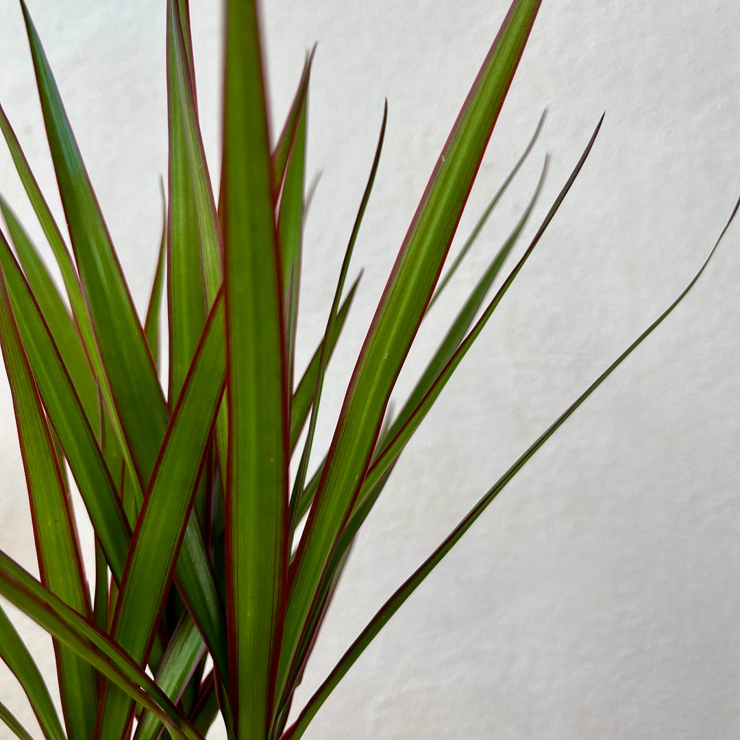 Dracaena marginata 'Magenta' - Dragon Tree