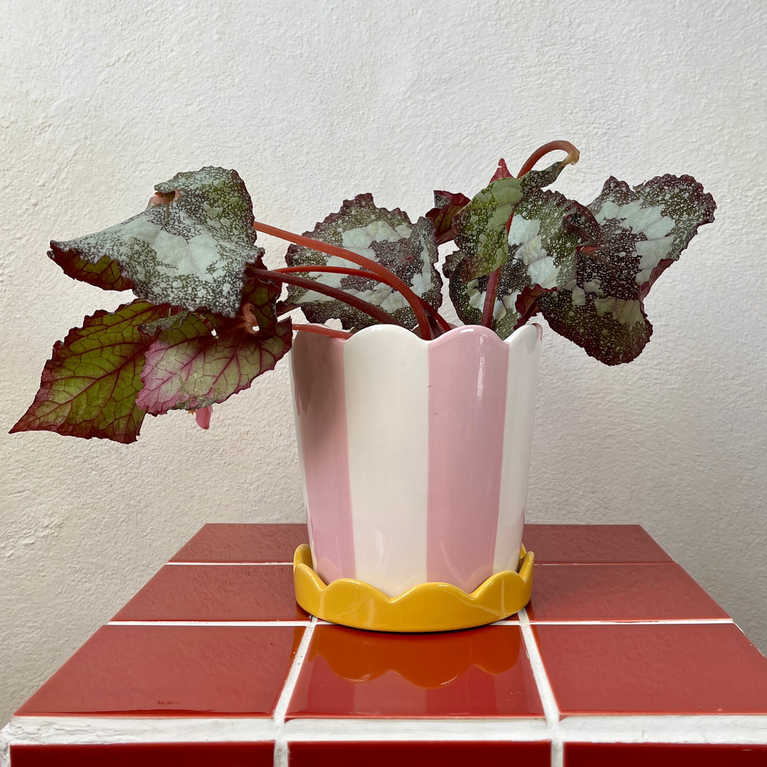 Scalloped Pot with Saucer – Pink, Green or Yellow | D13 × H14 cm
