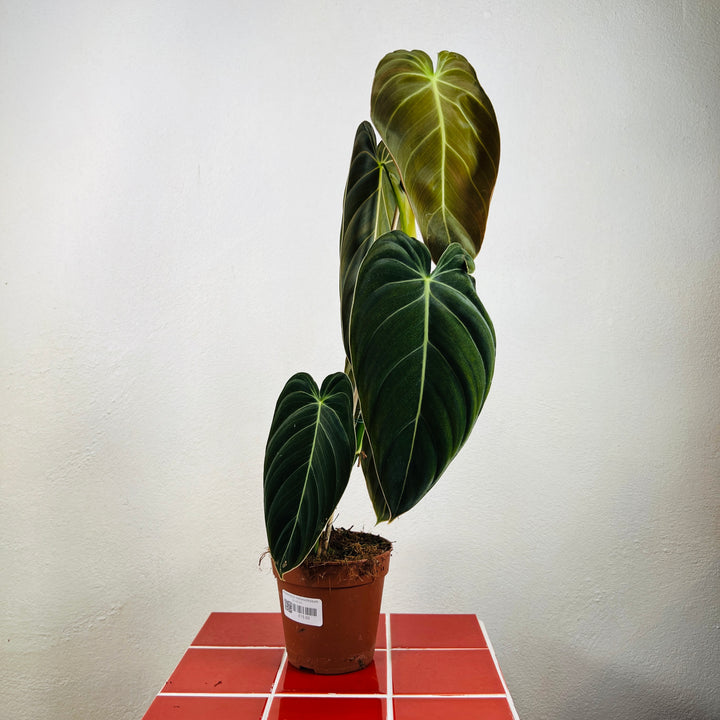 Philodendron Melanochrysum