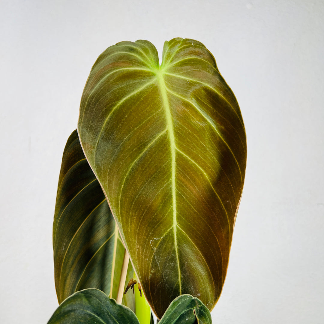 Philodendron Melanochrysum