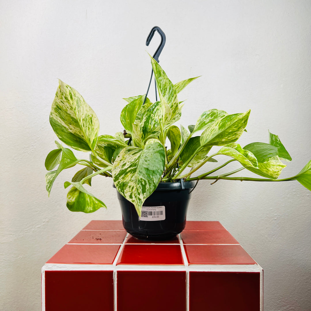 Epipremnum Marble Queen - Marble Queen Pothos