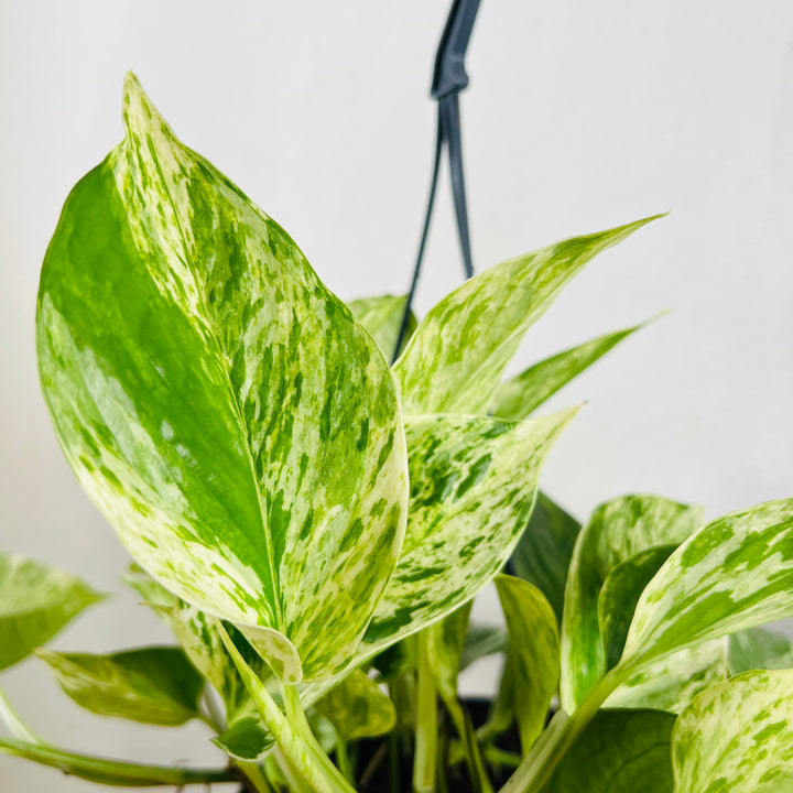 Epipremnum Marble Queen - Marble Queen Pothos