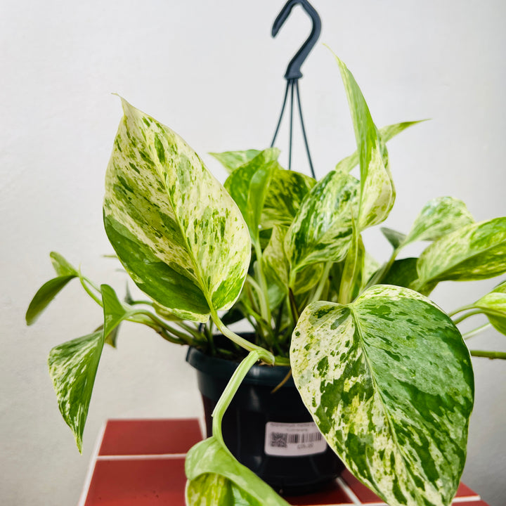 Epipremnum Marble Queen - Marble Queen Pothos