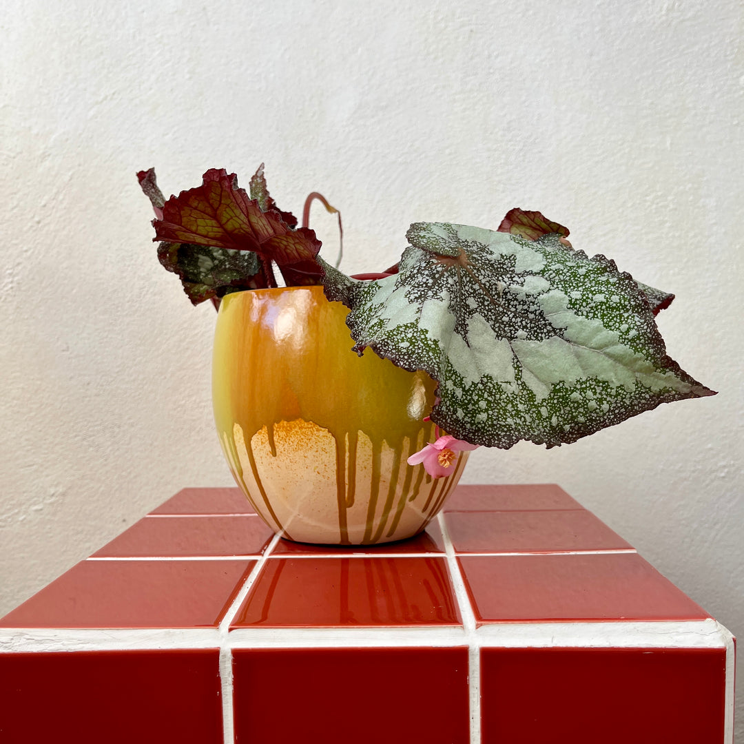 Glaze Drip pot in pink or orange D16x H14