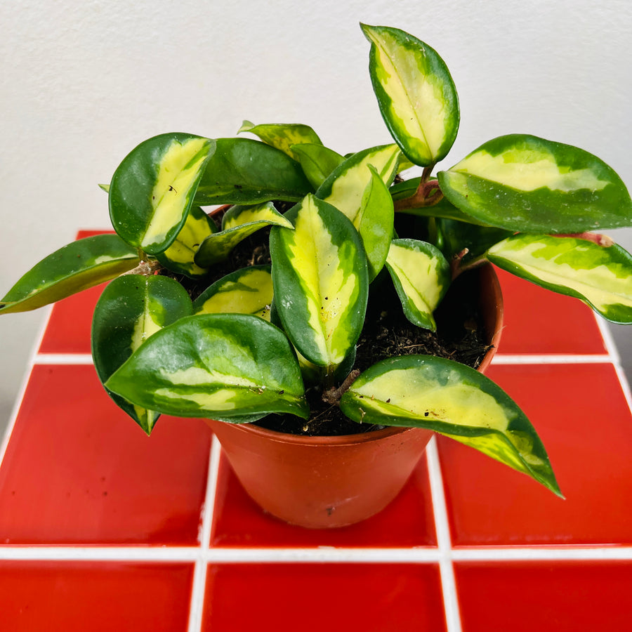 wax plant indoor Hoya Carnosa Tricolor