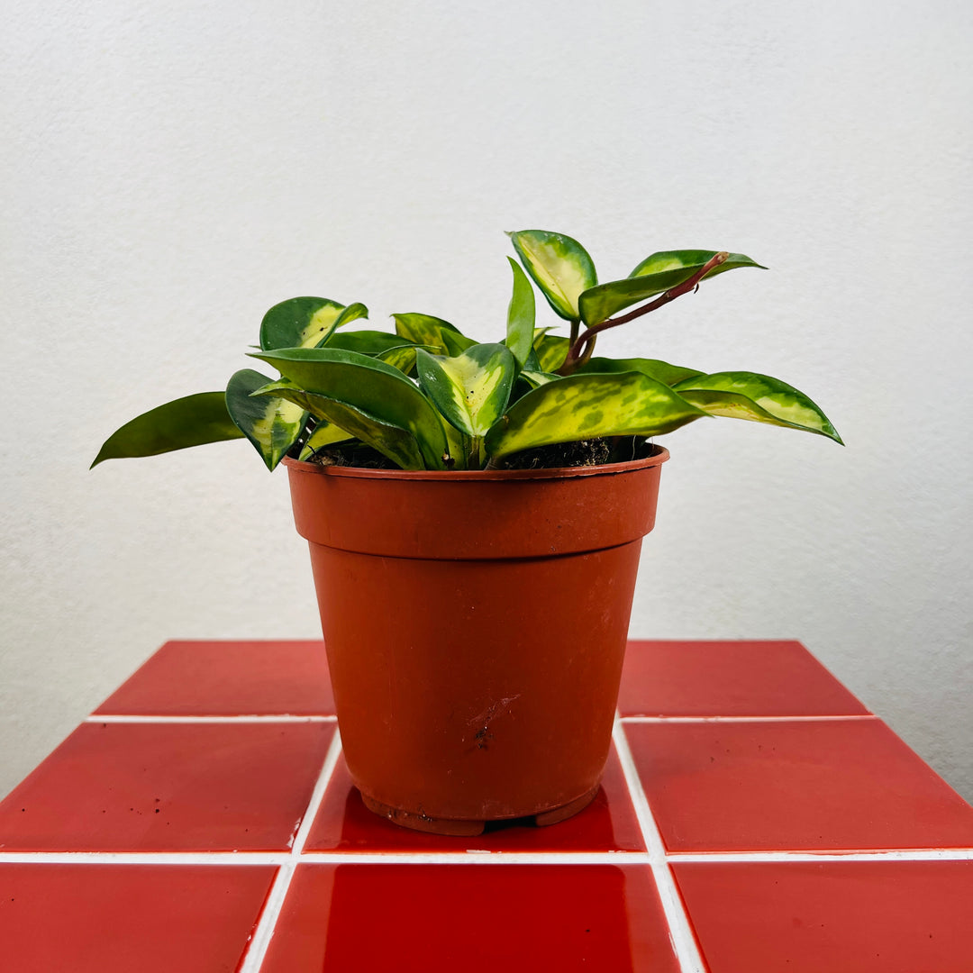 Hoya Carnosa Tricolor - Wax Plant