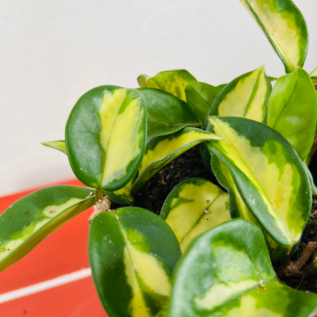 Hoya Carnosa Tricolor - Wax Plant