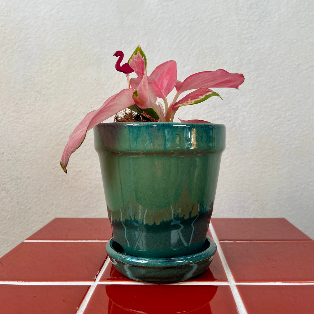 Madrid Pot – Mustard, Pink or Green | D11.5 × H11.5 cm