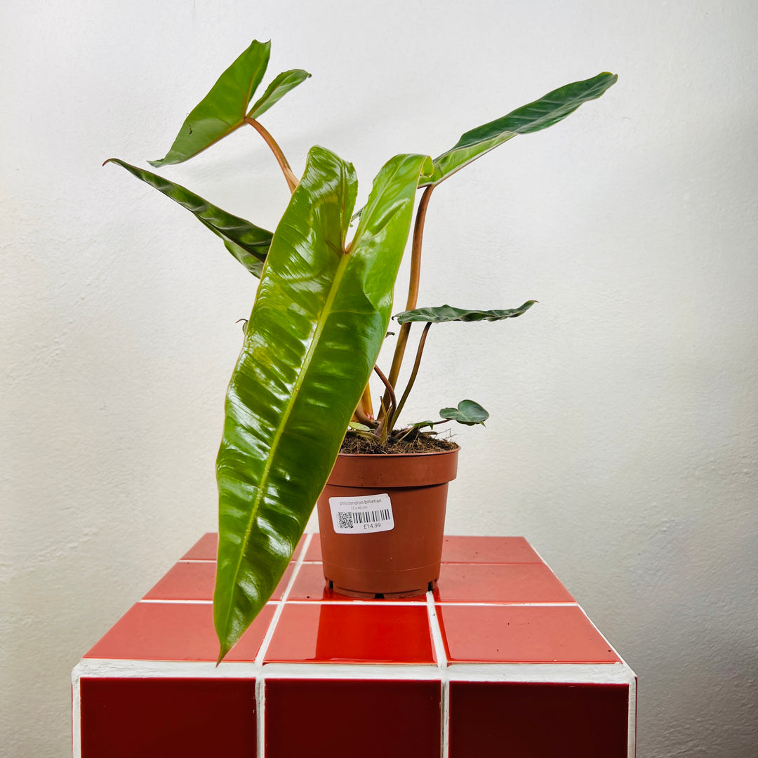 philodendron billietiae soil mix Philodendron Billietiae – Plant Studio