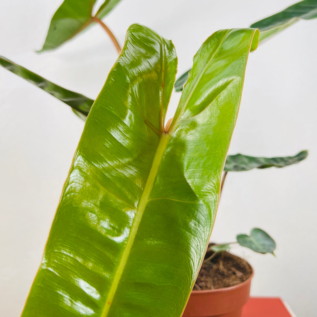 Philodendron Billietiae