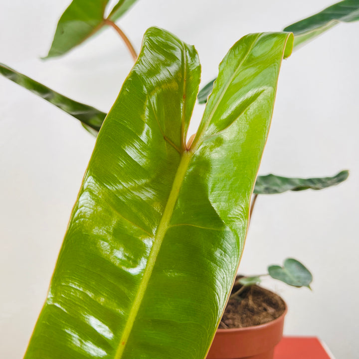 Philodendron Billietiae