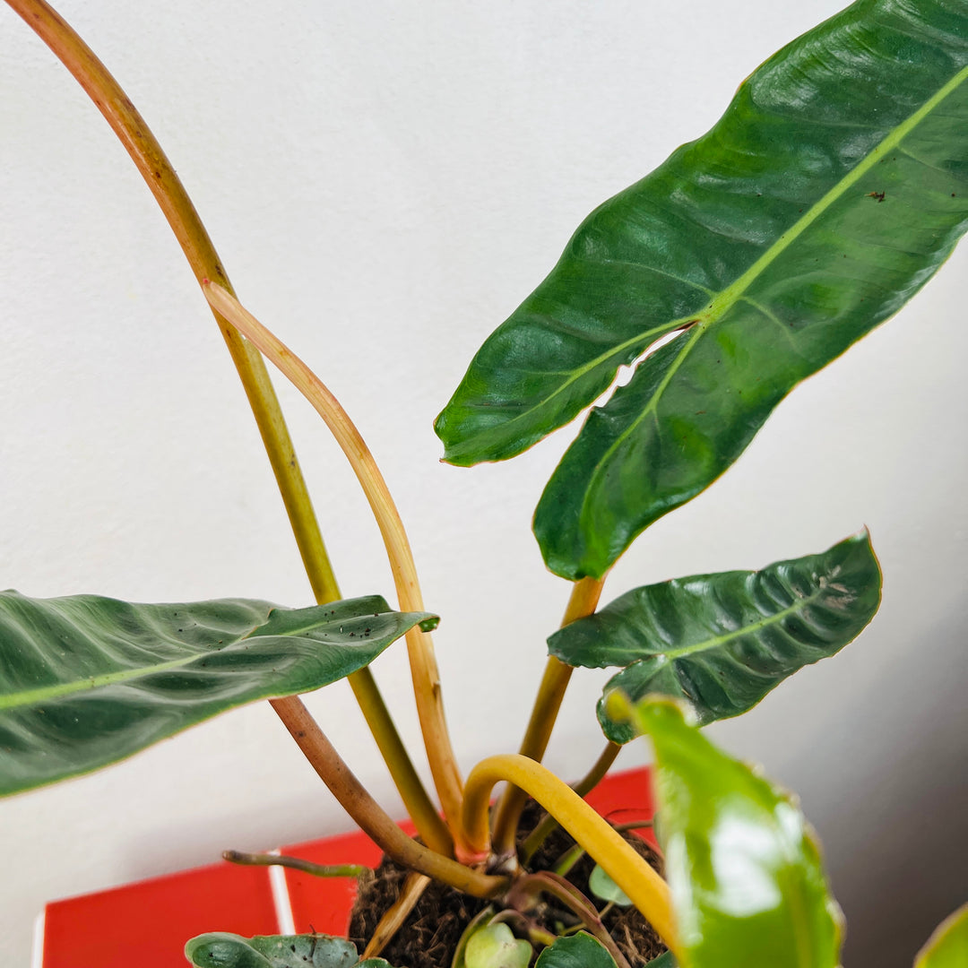 philodendron billietiae soil mix Philodendron Billietiae – Plant Studio