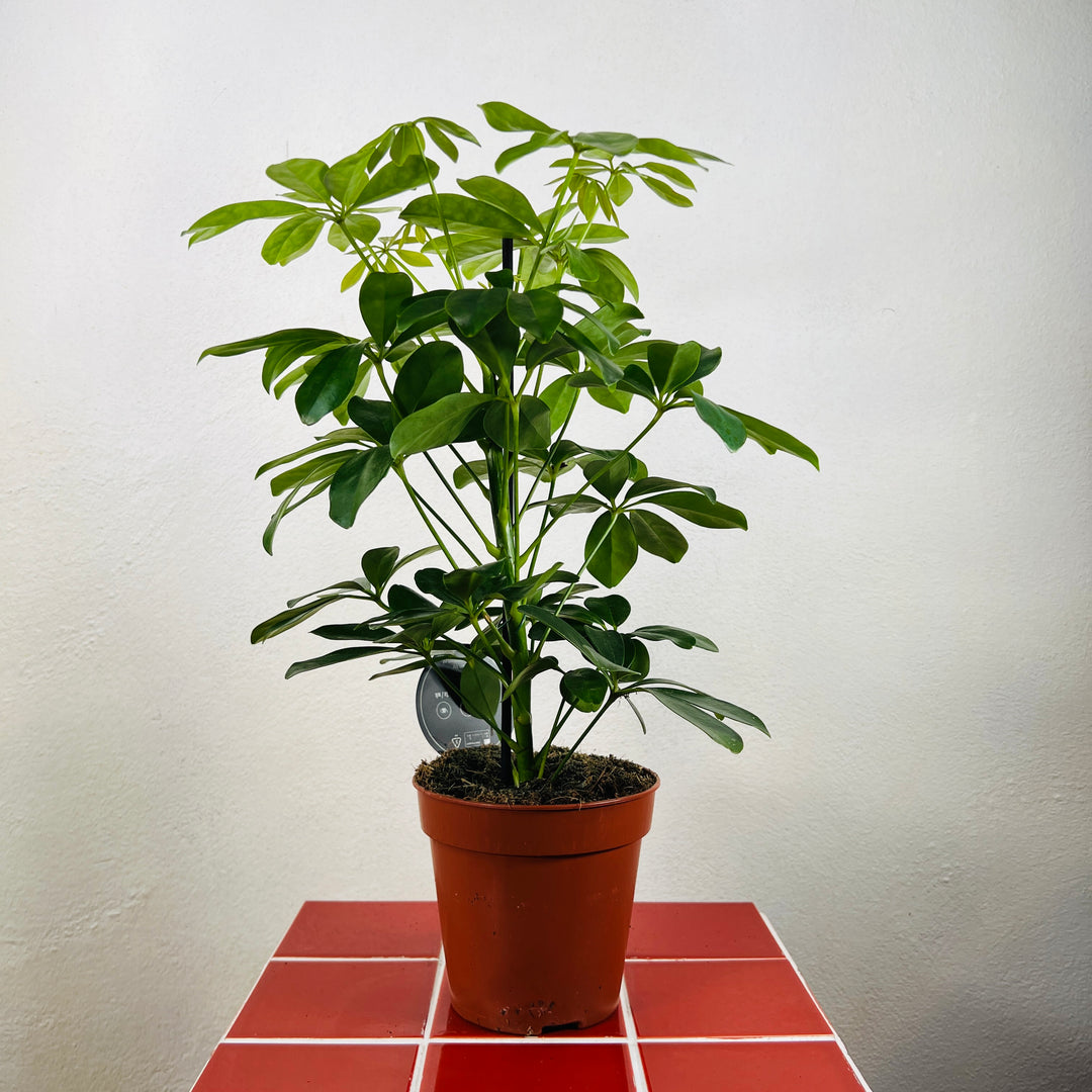 Schefflera arboricola ‘Nora’ – Umbrella Plant