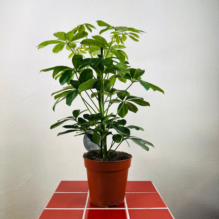 Schefflera arboricola ‘Nora’ – Umbrella Plant