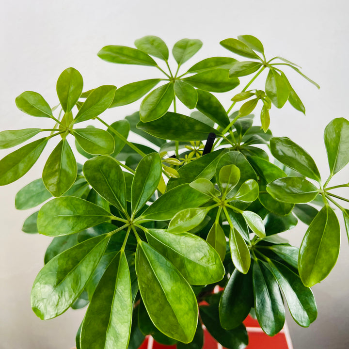 Schefflera arboricola ‘Nora’ – Umbrella Plant