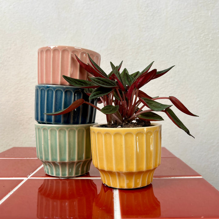 Lauria Pot – Pink, Green, Blue or Yellow | D7.5 × H6 cm