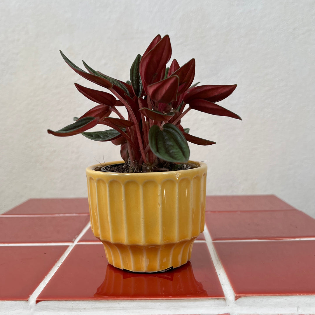 Lauria Pot – Pink, Green, Blue or Yellow | D7.5 × H6 cm