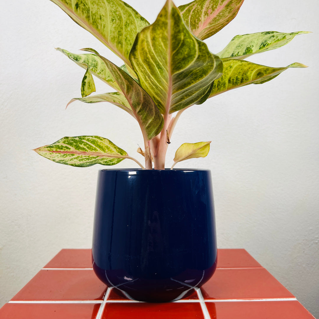 Midnight Blue Glazed Pot | D14 × H14 cm