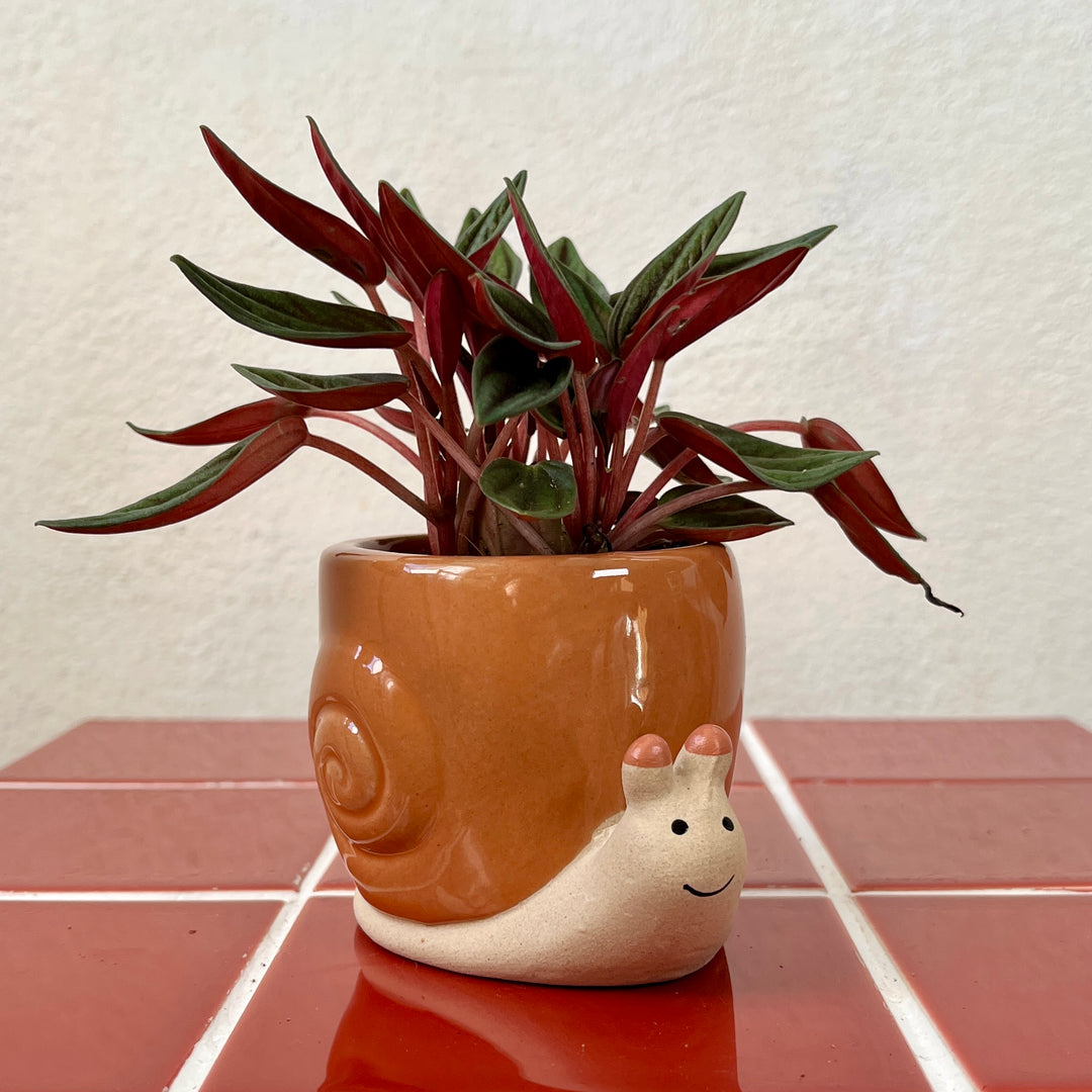 Snail Pot – pink or green | D7.5 × L9.5 × H7 cm