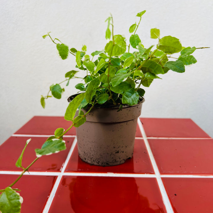 Ficus pumila ‘White Sunny’ – Variegated Creeping Fig