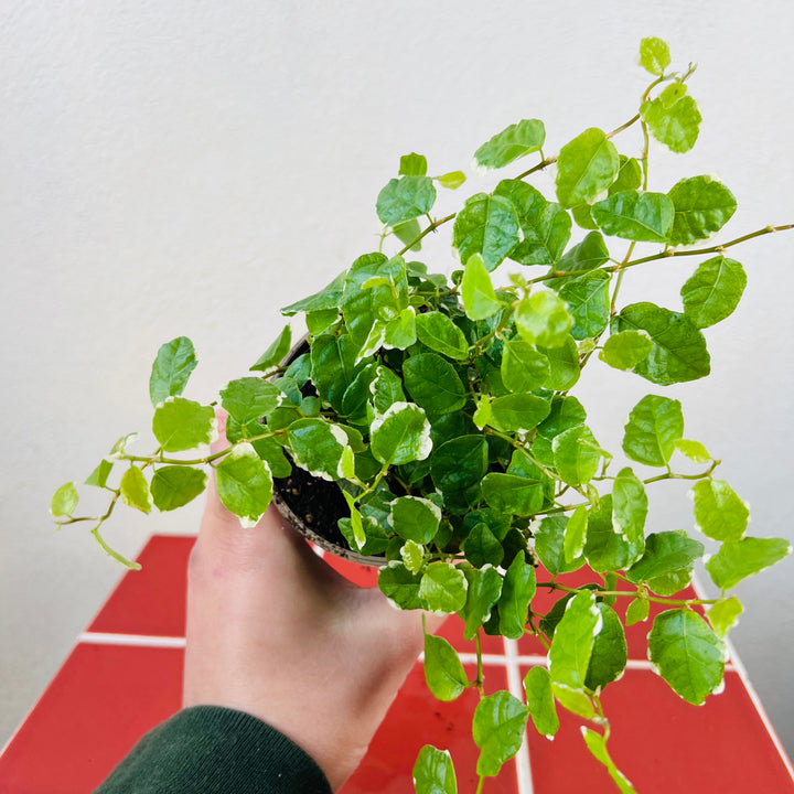 Ficus pumila ‘White Sunny’ – Variegated Creeping Fig