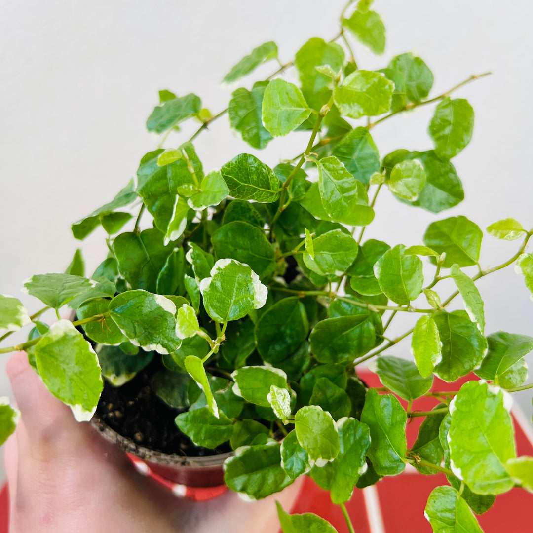 Ficus pumila ‘White Sunny’ – Variegated Creeping Fig