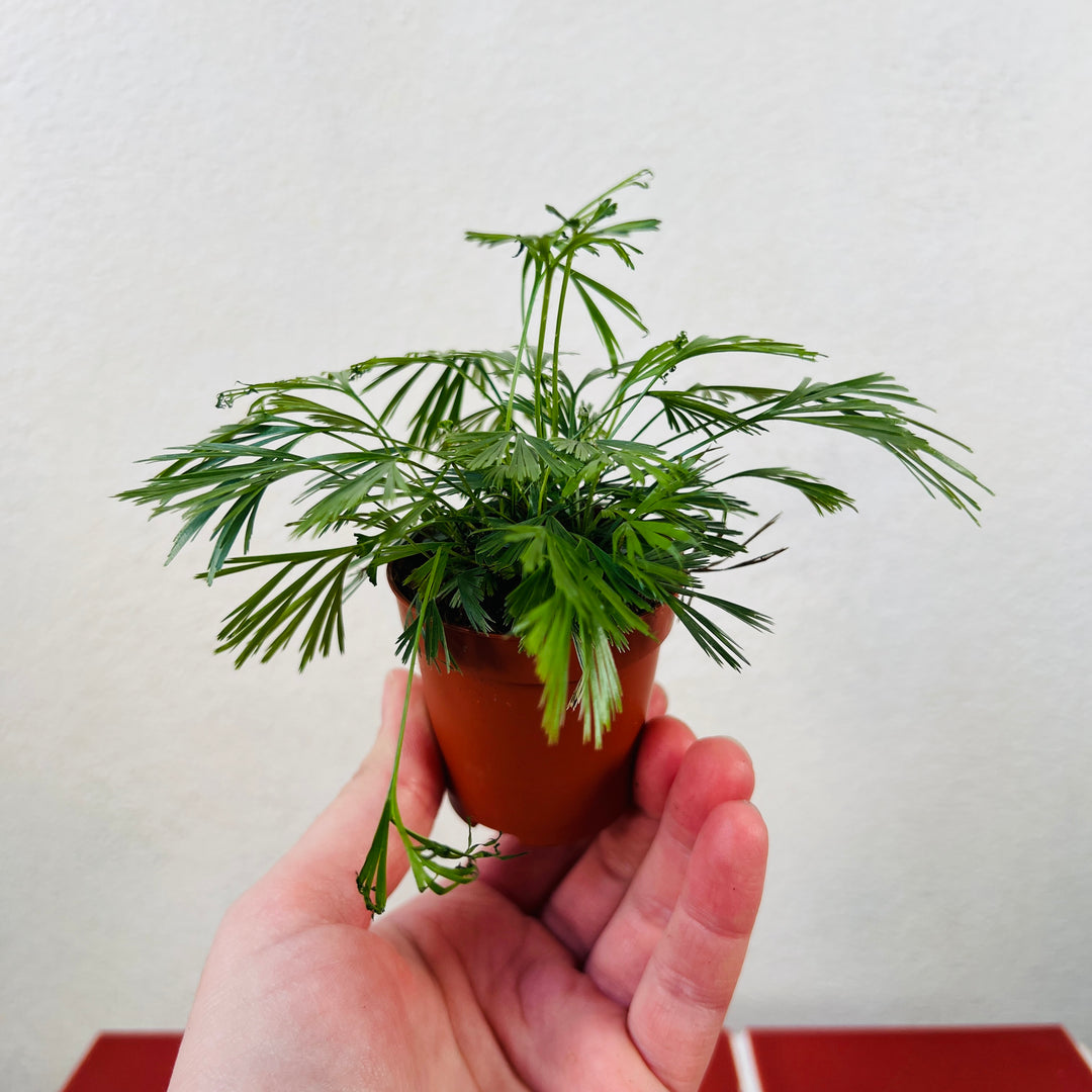 Actiniopteris Australis - Eyelash Fern