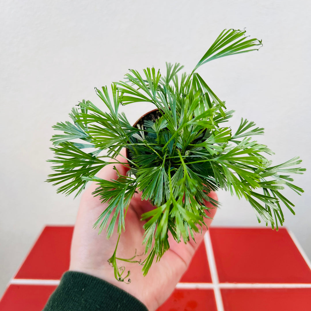 Actiniopteris Australis - Eyelash Fern
