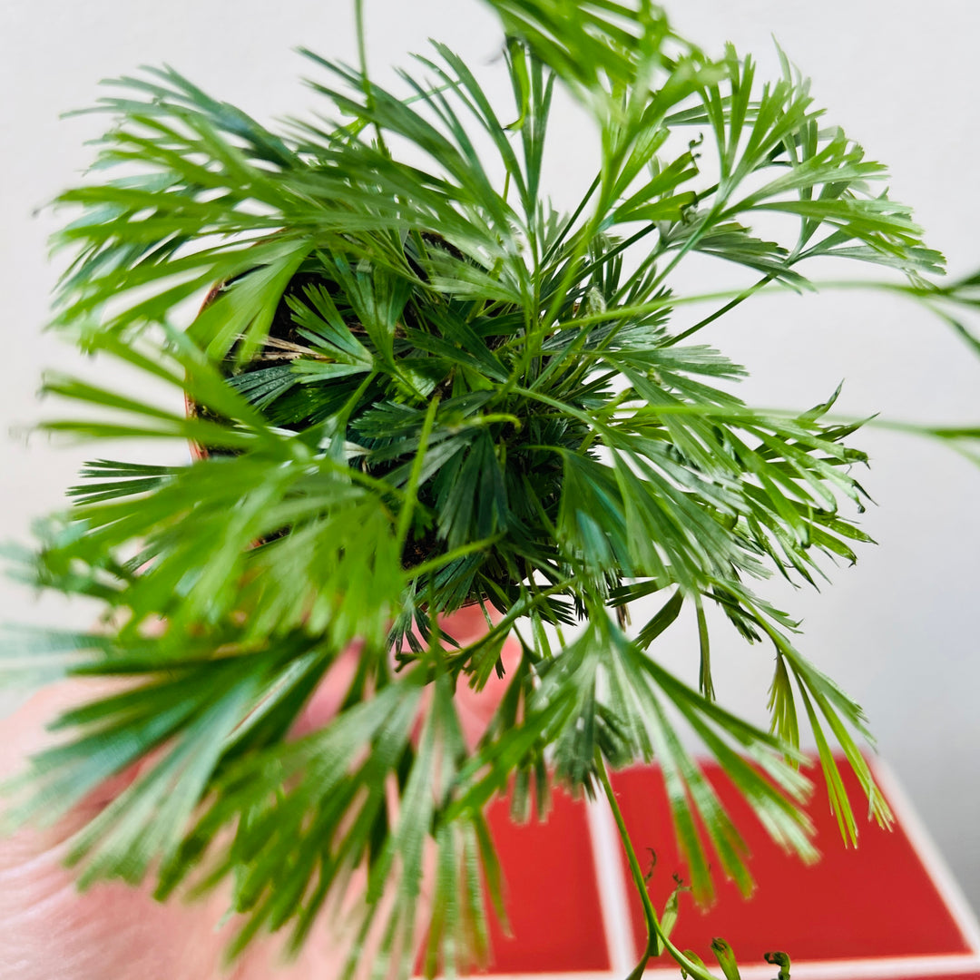 Actiniopteris Australis - Eyelash Fern