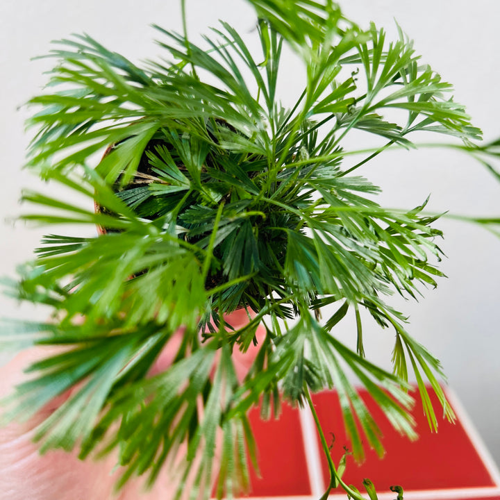 Actiniopteris Australis - Eyelash Fern