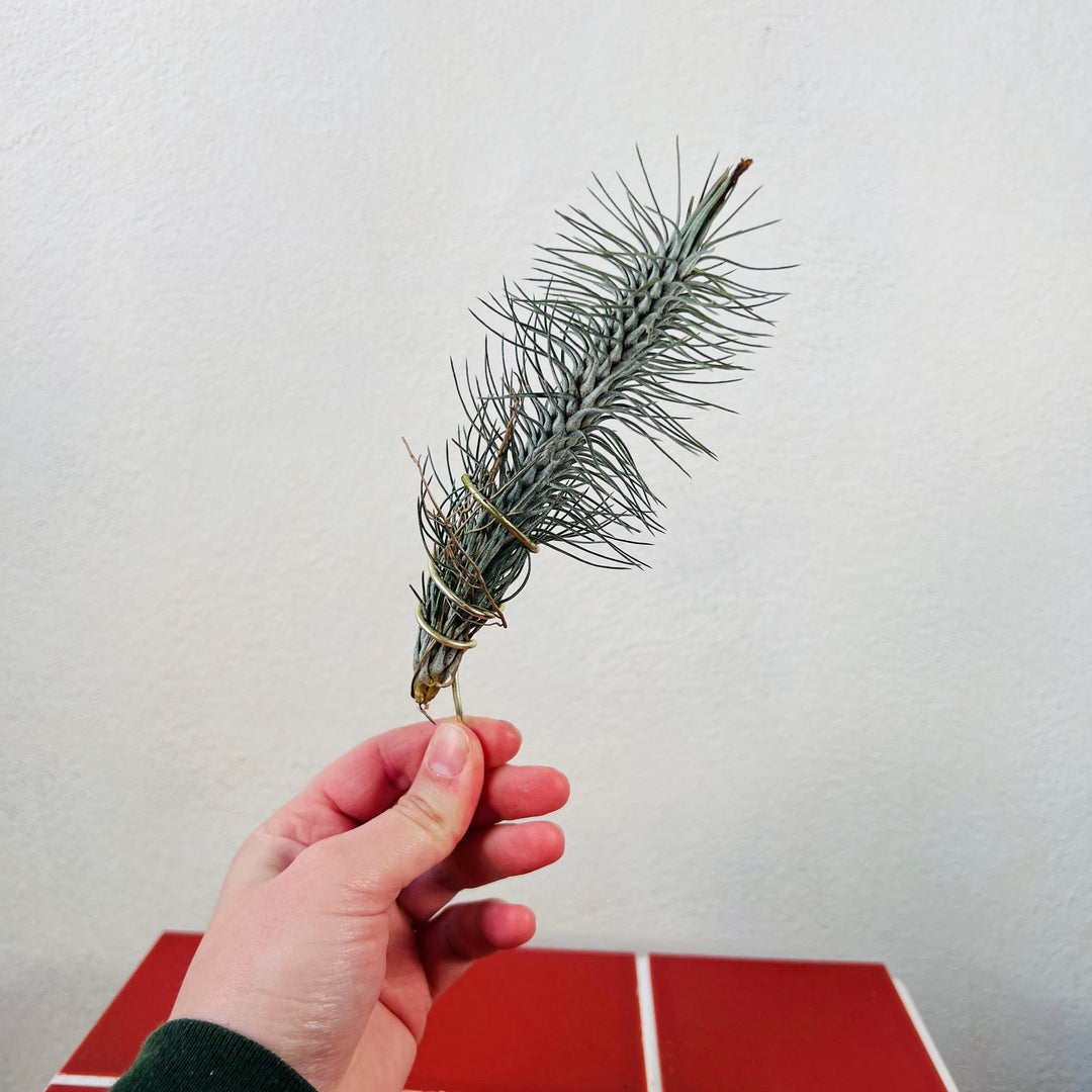 Tillandsia Funckiana Crazy Love -Air Plant